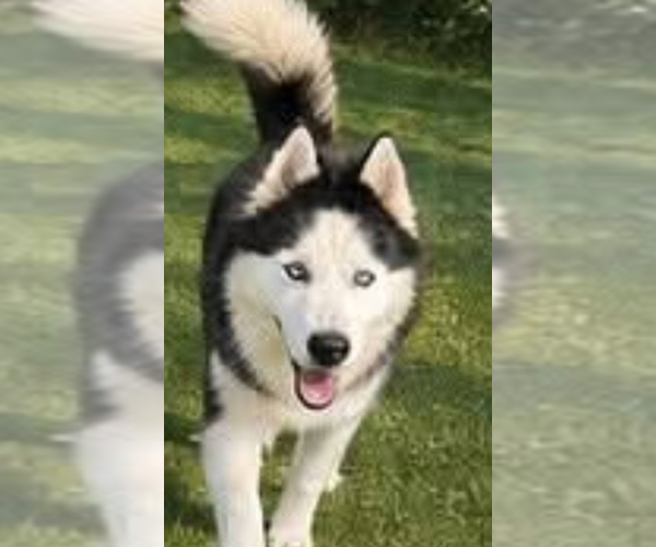 Medium Photo #7 Siberian Husky Puppy For Sale in garner, NC, USA