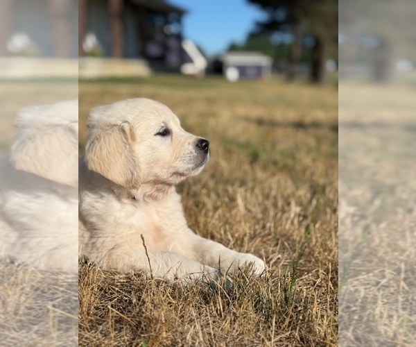 Medium Photo #5 English Cream Golden Retriever Puppy For Sale in BYRON CENTER, MI, USA
