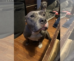 Mother of the American Bully puppies born on 05/02/2025