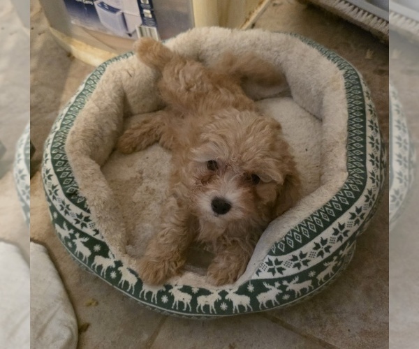 Medium Photo #1 Poodle (Toy) Puppy For Sale in PLANT CITY, FL, USA