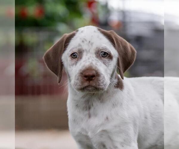 Medium Photo #1 Dalmatian-Labrador Retriever Mix Puppy For Sale in San Diego, CA, USA