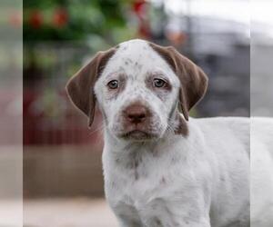 Dalmatian-Labrador Retriever Mix Dogs for adoption in San Diego, CA, USA