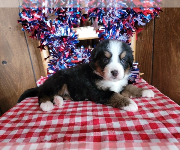Medium Photo #38 Bernese Mountain Dog Puppy For Sale in BLACK FOREST, CO, USA