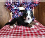 Small Photo #38 Bernese Mountain Dog Puppy For Sale in BLACK FOREST, CO, USA