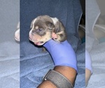 Small Photo #4 American Bully Puppy For Sale in RALEIGH, NC, USA