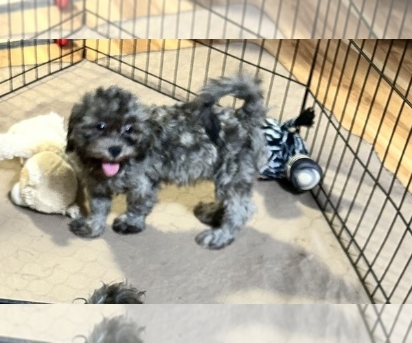 Medium Photo #1 ShihPoo Puppy For Sale in GLOUCESTER, VA, USA