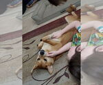 Small #2 Toy Fox Terrier Mix