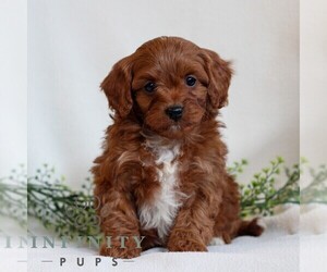 Cavapoo Puppy for sale in LITITZ, PA, USA
