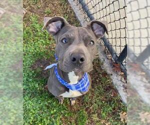 Mutt Dogs for adoption in Tulsa, OK, USA