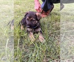 Small Photo #19 German Shepherd Dog Puppy For Sale in SENECA, SC, USA