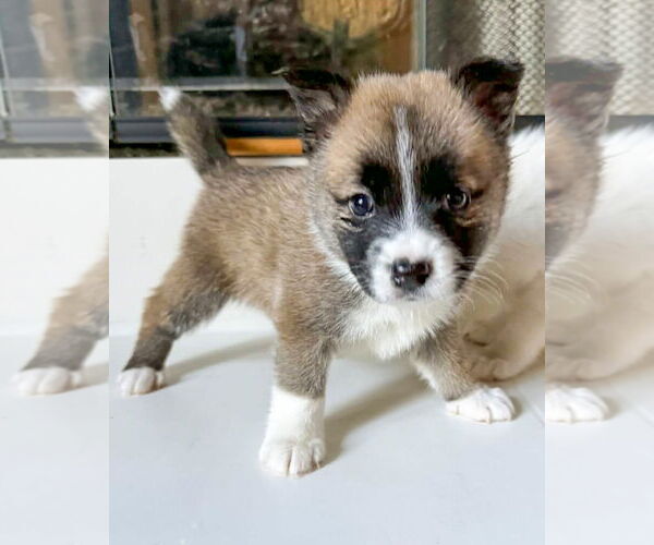 Medium Photo #5 American Staffordshire Terrier-Siberian Husky Mix Puppy For Sale in Corona, CA, USA