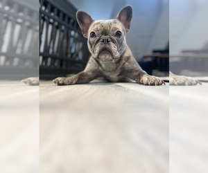 French Bulldog Puppy for sale in LAS VEGAS, NV, USA