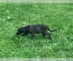Small #1 Irish Wolfhound