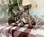 Small Photo #15 French Bulldog Puppy For Sale in PITTSBURG, CA, USA