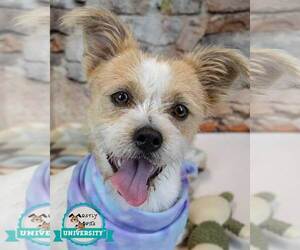 Mutt Dogs for adoption in Kennesaw, GA, USA