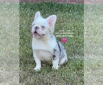 Small #2 French Bulldog