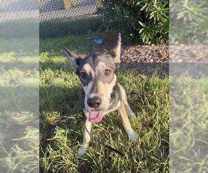 Siberian Husky-Unknown Mix Dogs for adoption in San Antonio, TX, USA