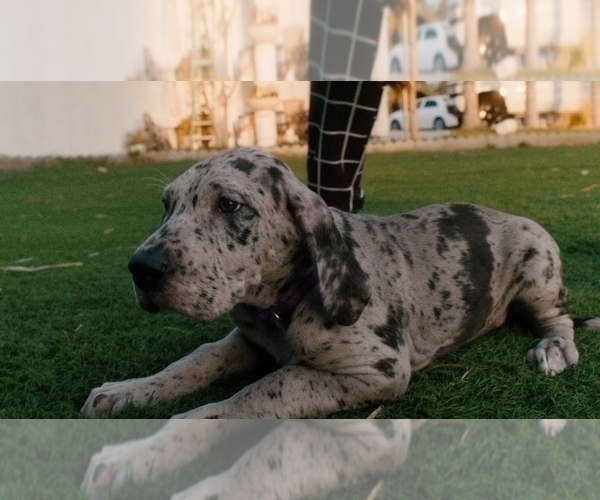 Medium Photo #2 Great Dane Puppy For Sale in PERRIS, CA, USA