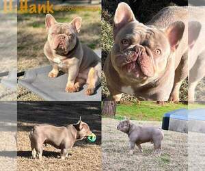 Father of the French Bulldog puppies born on 03/14/2024