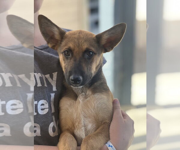 Medium Photo #4 German Shepherd Dog-Unknown Mix Puppy For Sale in Dana Point, CA, USA