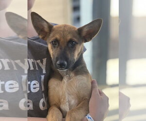 Kooper - Male German Shepherd Dog-Unknown Mix Dog for Adoption - Photo #4