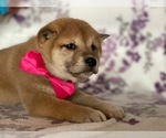 Small Photo #4 Shiba Inu Puppy For Sale in LANCASTER, PA, USA