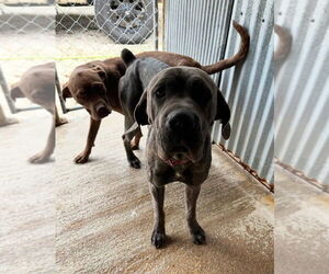 Mutt Dogs for adoption in Oak Bluffs, MA, USA