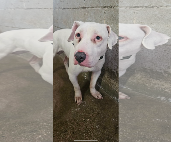 Medium Photo #2 Mutt Puppy For Sale in El Centro, CA, USA