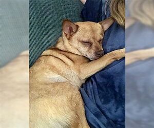 Duke - Male Chihuahua Dog for Adoption - Photo #3