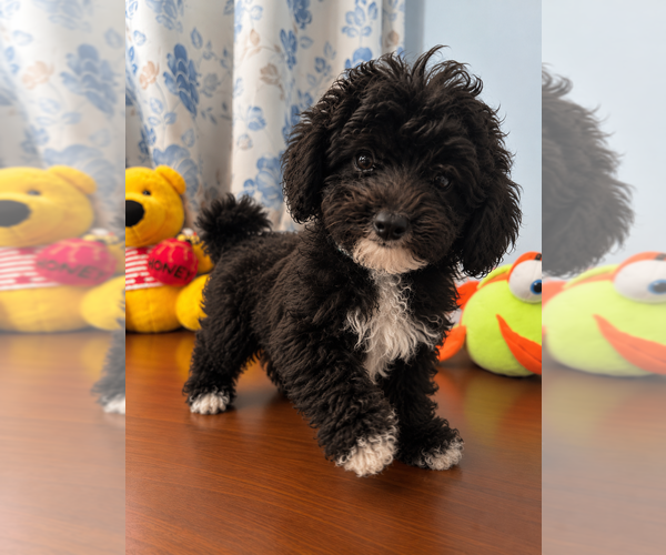 Medium Photo #4 Bichpoo Puppy For Sale in DURHAM, CT, USA