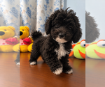 BichPoo puppies - Male Bichpoo Puppy for Sale - Photo #4