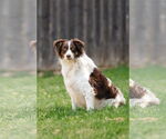 Small #5 Border-Aussie