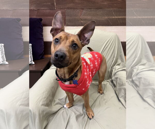 Medium Photo #1 Mutt Puppy For Sale in Rockaway, NJ, USA