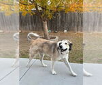 Small Photo #2 Great Pyrenees-Unknown Mix Puppy For Sale in Fort Worth, TX, USA