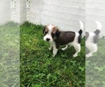 Puppy 2 Beagle-Bernedoodle Mix