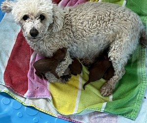 Mother of the Poodle (Toy) puppies born on 10/20/2022
