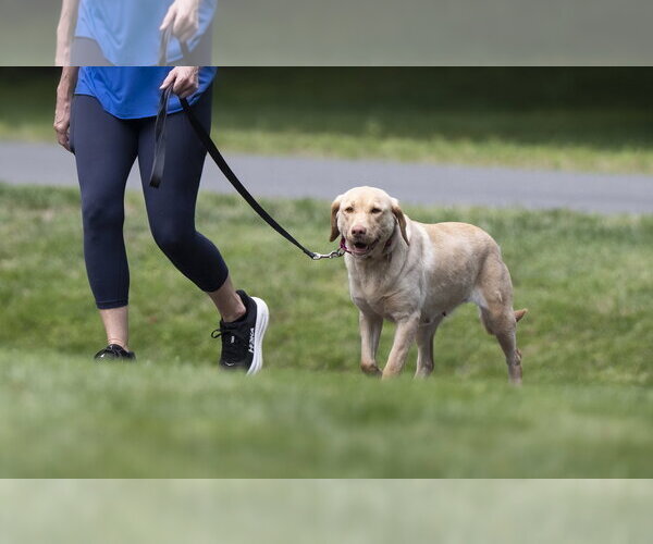 Medium Photo #5 Labrador Retriever Puppy For Sale in Arlington, VA, USA