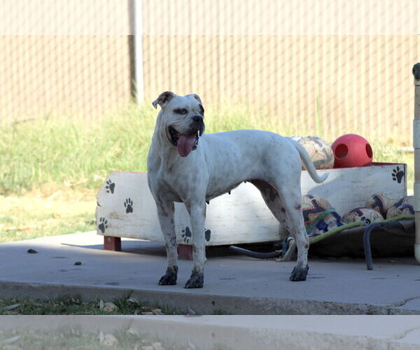 Medium Photo #1 Bull-Boxer Puppy For Sale in El Centro, CA, USA