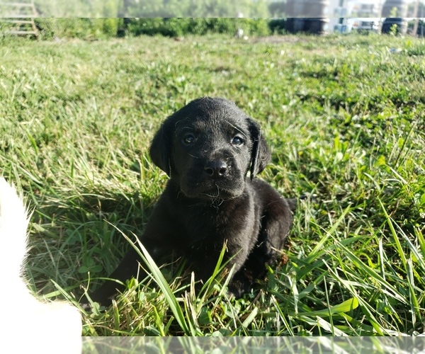 Medium Photo #5 Labrador Retriever Puppy For Sale in ADRIAN, MO, USA