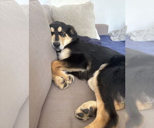 Huskies -Retriever Mix Dogs for adoption in Brooklyn, NY, USA