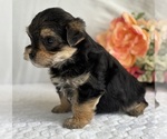 Small #8 Morkie