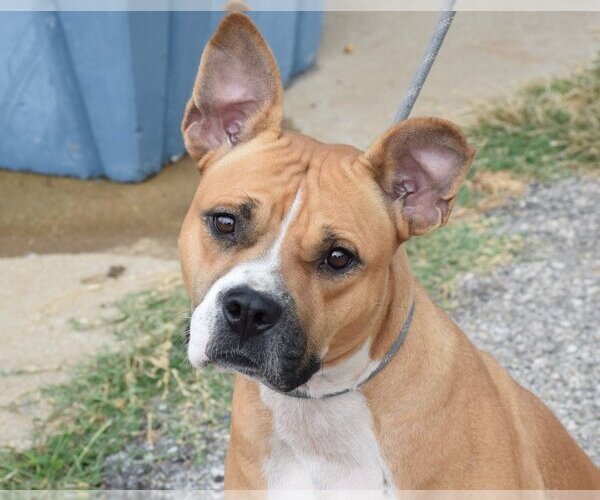 Medium Photo #1 Bull-Boxer Puppy For Sale in Anniston, AL, USA