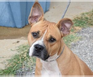 Bull-Boxer Dogs for adoption in Anniston, AL, USA