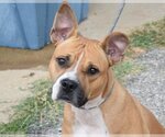 Small Bull-Boxer