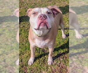 Mutt Dogs for adoption in Akron, OH, USA