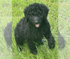 Goldendoodle Litter for sale in PIERSON, FL, USA