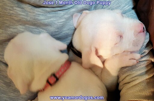 Medium Photo #240 Dogo Argentino Puppy For Sale in JANE, MO, USA
