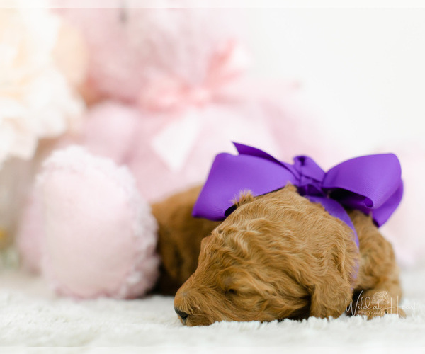 Medium Photo #1 Goldendoodle (Miniature) Puppy For Sale in LITTLE ROCK, AR, USA