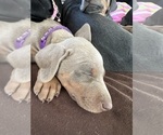 Small Photo #12 Doberman Pinscher Puppy For Sale in PITTSBURGH, PA, USA