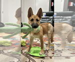 Small #2 German Shepherd Dog Mix